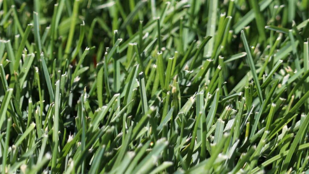 close up image of kentucky bluegrass, a good midwest grass seed