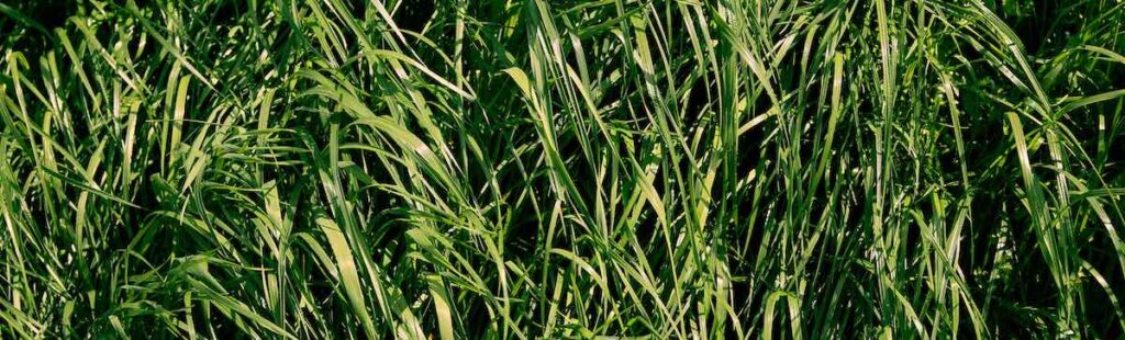 Perennial ryegrass grass seed for alkaline soil
