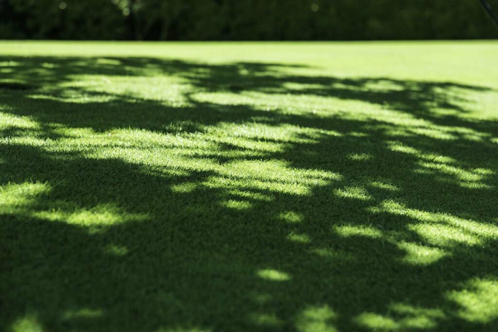best grass seeds for partial shade or partial sun