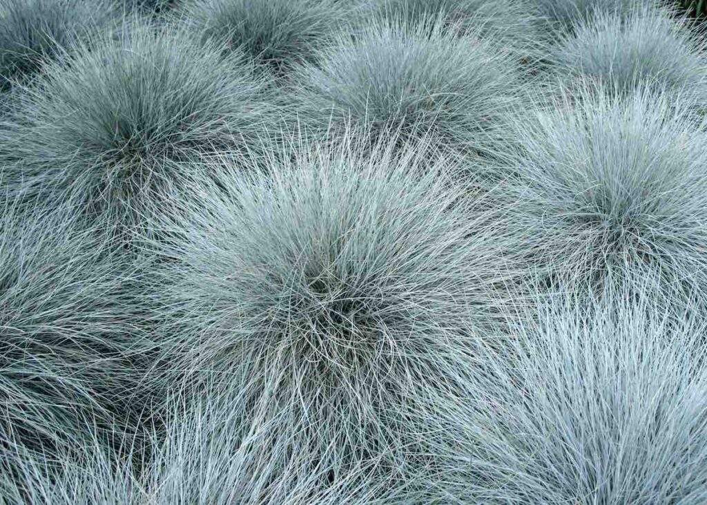 blue fescue is one of the best grasses for cool season climates