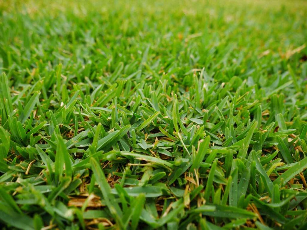 buffalo grass grass seed for dry areas