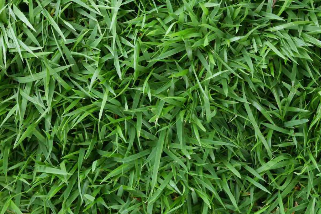 zoysia grass seed is one of the best grass seeds for warm-season climates