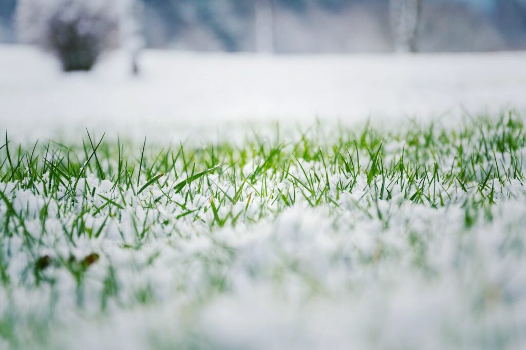 green grass growing through snow, get tips for hydroseeding in winter aka dormant hydroseeding