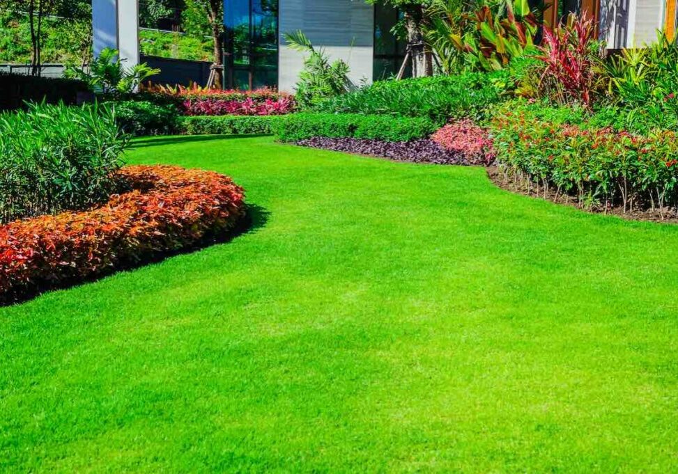 how to choose the best grass seed for your area - a green grassy lawn with curved bushes in the landscaping